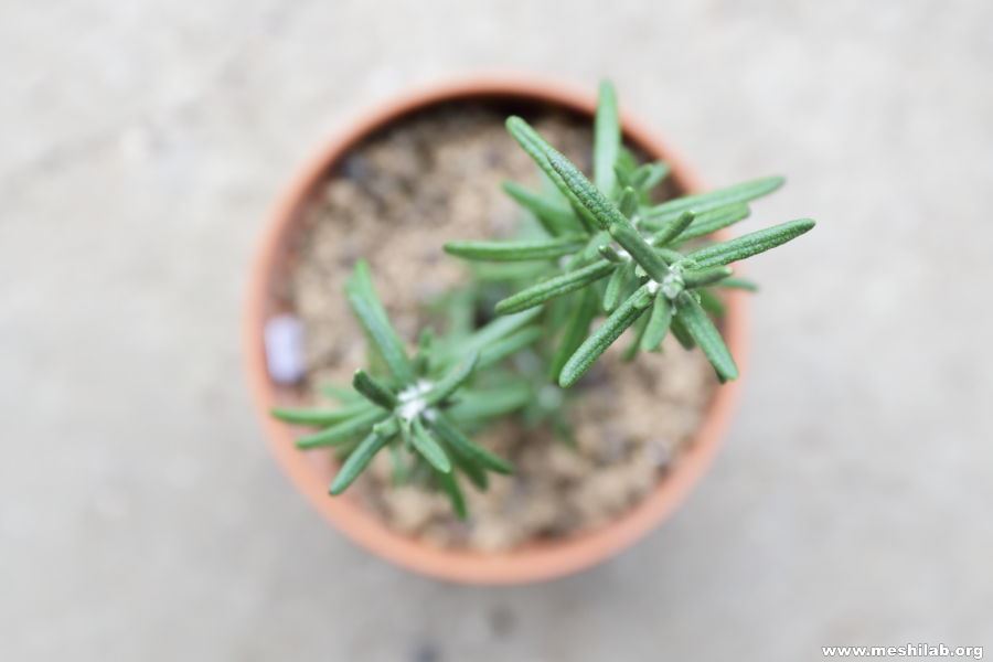 鉢植えハーブの水やり方法は？ 特徴に応じた頻度などについて