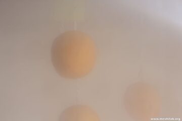 柿の硫黄燻蒸